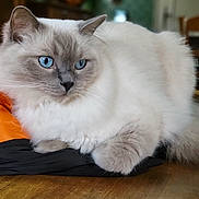 Schubert participe au concours pour gagner de l'argent avec cette photo : animal, black, blue_eyes, cat, closeup, cute, domestic_cat, fabric, feline, fluffy, fur, indoor, orange, pet, portrait, relaxed, resting, soft, table, whiskers