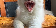 Schubert a rejoint le concours — aidez-le/la à gagner de superbes lots ! animal, cat, chair, closeup, cute, domestic_cat, feline, fur, indoor, mouth_open, natural_light, paw, pet, relaxed, teeth, whiskers, white_cat, wooden_chair, woven_seat, yawning