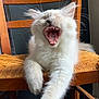 Schubert a rejoint le concours — aidez-le/la à gagner de superbes lots ! cat, white_cat, yawning, feline, pet, animal, chair, wooden_chair, woven_seat, indoor, fur, whiskers, mouth_open, teeth, paw, relaxed, cute, domestic_cat, closeup, natural_light