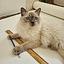 Schubert a rejoint le concours — aidez-le/la à gagner de superbes lots ! cat, blue_eyes, fluffy, white_surface, ruler, pencil, pet, animal, indoor, cute, feline, laying_down, close_up, whiskers, ears, paws, measuring_tools, stationery, domestic_animal, curious