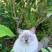 Schubert a rejoint le concours — aidez-le/la à gagner de superbes lots ! cat, blue_eyes, white_fur, fluffy, animal, pet, garden, plants, leaves, greenery, outdoor, nature, curious, serene, calm, closeup, portrait, feline, wildlife, soft_focus