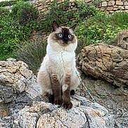 Sirius participe au concours pour gagner de l'argent avec cette photo : cat, blue_eyes, fluffy, rock, rocks, outdoor, nature, greenery, stone_wall, animal, pet, sitting, fur, mammal, wildlife, landscape, daylight, leash, curious, alert