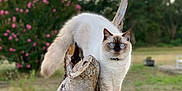 Sirius a rejoint le concours — aidez-le/la à gagner de superbes lots ! cat, fluffy, blue_eyes, tree_stump, outdoor, nature, greenery, flowers, animal, pet, balanced, fur, close_up, wildlife, wood, branch, daylight, field, mammal, cute