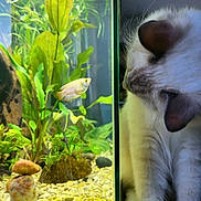 Scapin a rejoint le concours — aidez-le/la à gagner de superbes lots ! cat, fish, aquarium, glass, plants, rocks, pebbles, water, curious, pet, indoor, closeup, side_view, white_cat, colorful_fish, nature, home, animal, quiet, observation