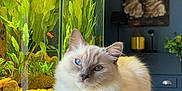 Scapin participe au concours pour gagner de l'argent avec cette photo : animal, aquarium, blue_eyes, calm, cat, cozy, decor, drawer, fish, fluffy, furniture, home, houseplant, indoor, lamp, painting, pet, plants, relaxed, table