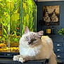 Scapin participe au concours pour gagner de l'argent avec cette photo : cat, fluffy, blue_eyes, aquarium, fish, plants, table, indoor, decor, painting, lamp, drawer, furniture, relaxed, pet, animal, houseplant, home, cozy, calm