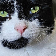 Libby joined the competition — help win amazing prizes! cat, close_up, black_and_white, green_eyes, pink_nose, whiskers, fur, pet, animal, face, portrait, indoor, relaxed, cute, feline, soft_texture, domestic_cat, focused, eyes, close