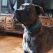 Dolly participe au concours pour gagner de l'argent avec cette photo : dog, canine, pet, indoor, wooden_floor, furniture, television, curtains, collar, brown_dog, standing, home, living_room, cabinet, reflection, window, domestic_animal, alert, side_view, bright_lighting