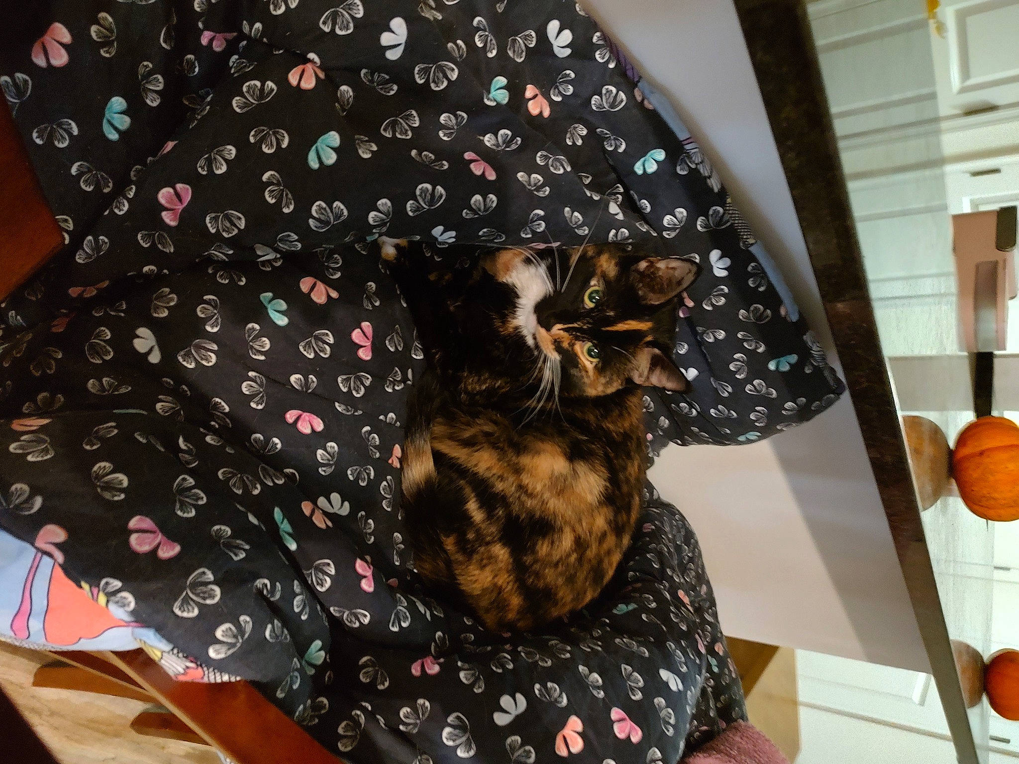 Lilly is registered to the contest to win money with this photo: circle, comfort, companion_dog, fashion_accessory, fashion_design, felidae, flooring, fur, linens, pattern, room, sleeve, visual_arts