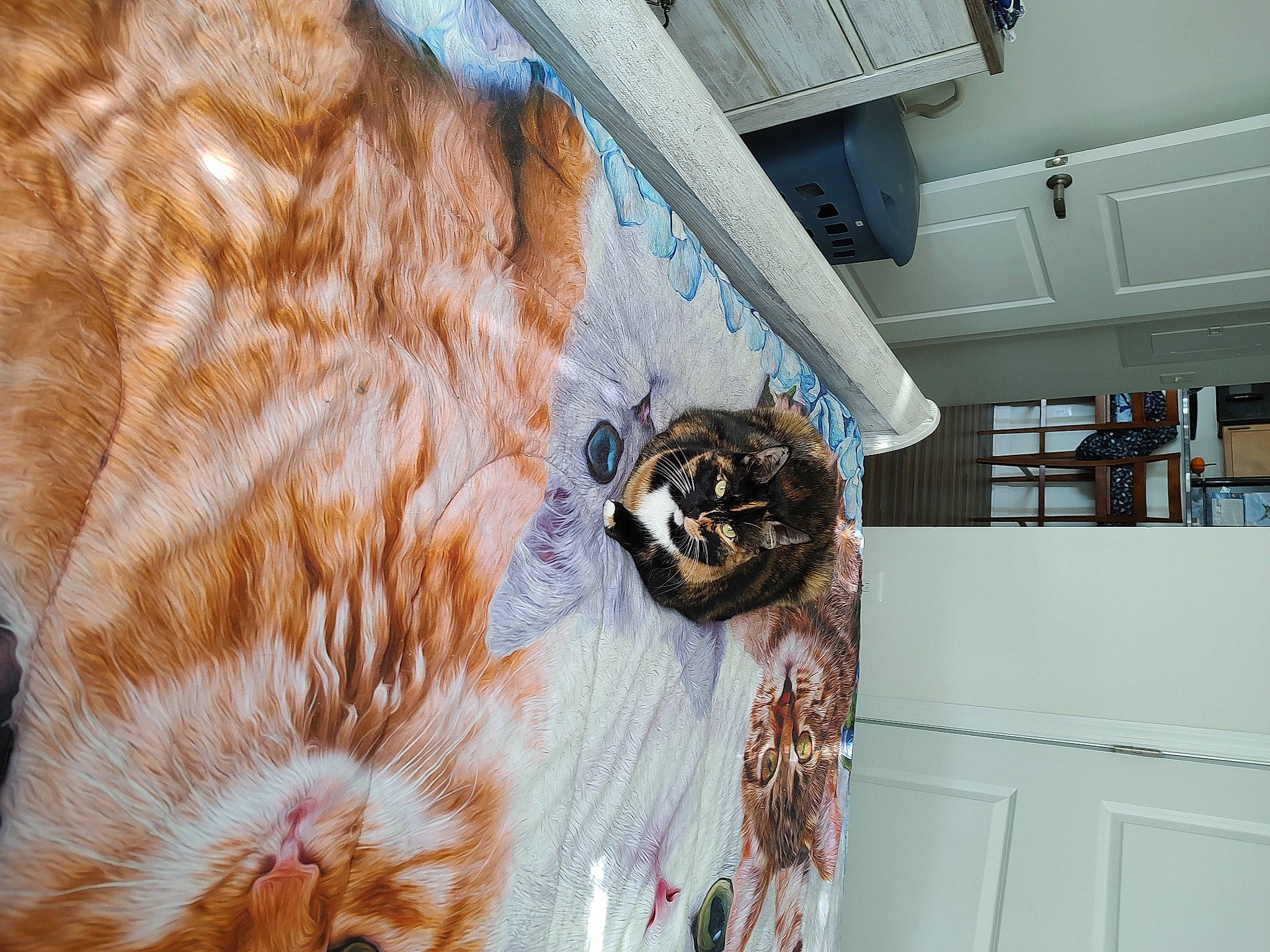 Lilly joined the competition — help win amazing prizes! beak, cabinetry, ceiling, door, fawn, felidae, floor, flooring, fur, hardwood, house, kitchen, linens, livestock, pattern, room, small_to_medium_sized_cats, tail, terrestrial_animal, wood