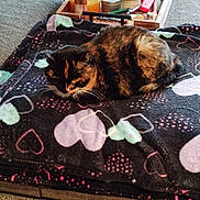 Lilly joined the competition — help win amazing prizes! cat, tortoiseshell, blanket, hearts, couch, tray, bottle, nap, cozy, indoor, pet, feline, fur, resting, pattern, wooden, container, relaxation, home, comfort