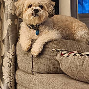 Buttons is registered to the contest to win money with this photo: dog, fluffy, cream_color, couch, indoor, pet, collar, relaxed, window, curtain, furniture, home, cozy, living_room, animal, small_dog, seated, portrait, cute, domestic