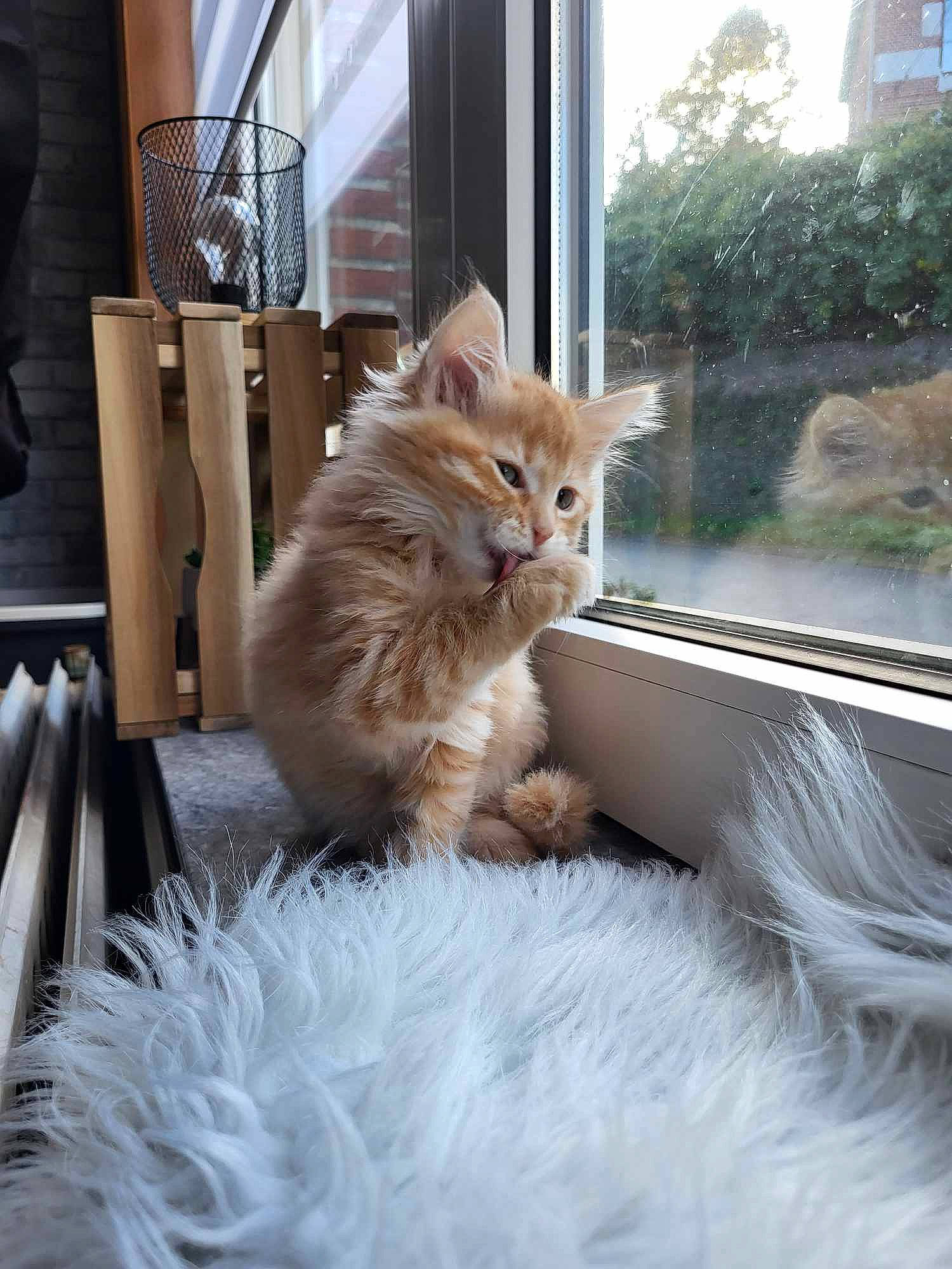 Thalya a rejoint le concours — aidez-le/la à gagner de superbes lots ! carnivore, cat, chair, claw, domestic_short_haired_cat, fawn, felidae, flooring, fur, hardwood, paw, plant, small_to_medium_sized_cats, snout, tail, tree, vertebrate, whiskers, window, wood