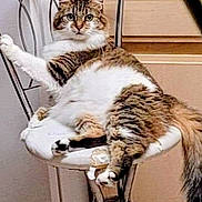 Maple joined the competition — help win amazing prizes! cat, tabby, fluffy, chair, cushion, indoor, pet, relaxed, fur, whiskers, animal, feline, home, kitchen, metal, seat, cute, sitting, looking, paw