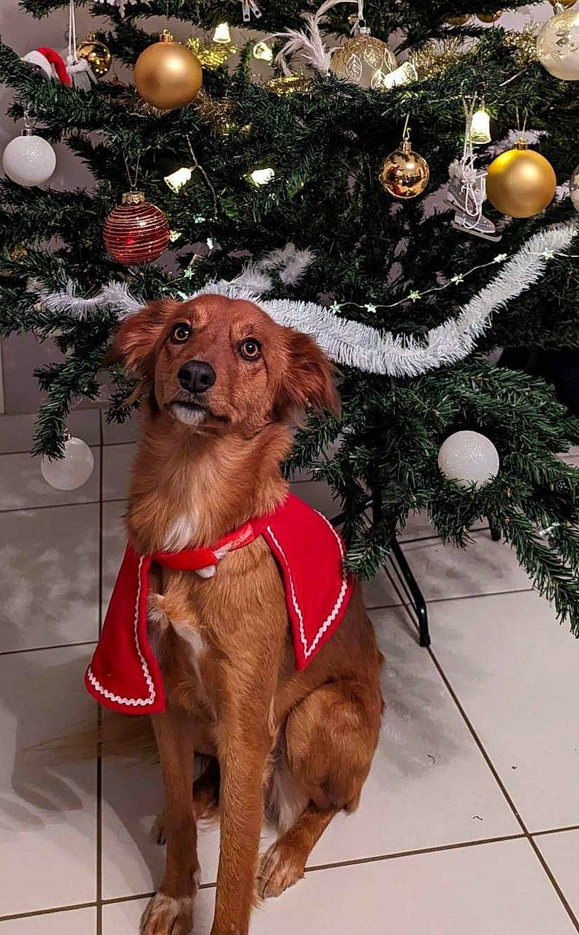 Zoreil participe au concours pour gagner de l'argent avec cette photo : carnivore, christmas, christmas_decoration, christmas_ornament, christmas_tree, collar, companion_dog, dog, dog_collar, dog_supply, event, evergreen, fawn, holiday, holiday_ornament, liver, ornament, pet_supply, plant, working_animal