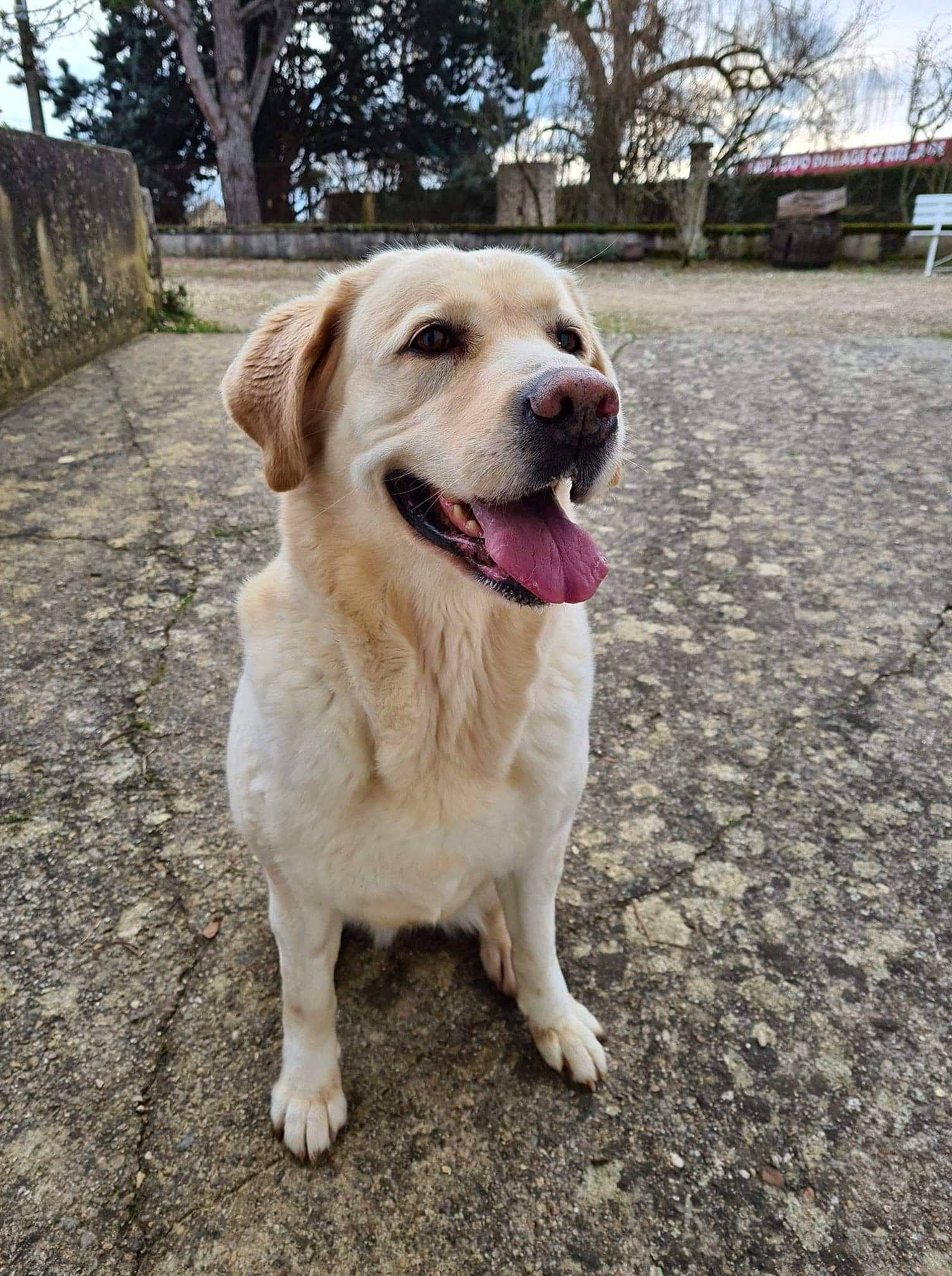 Gypsie participe au concours pour gagner de l'argent avec cette photo : asphalt, canidae, carnivore, collar, companion_dog, dog, dog_breed, fawn, golden_retriever, grass, gun_dog, labrador_retriever, plant, road_surface, sky, snout, soil, sporting_group, tree, working_dog