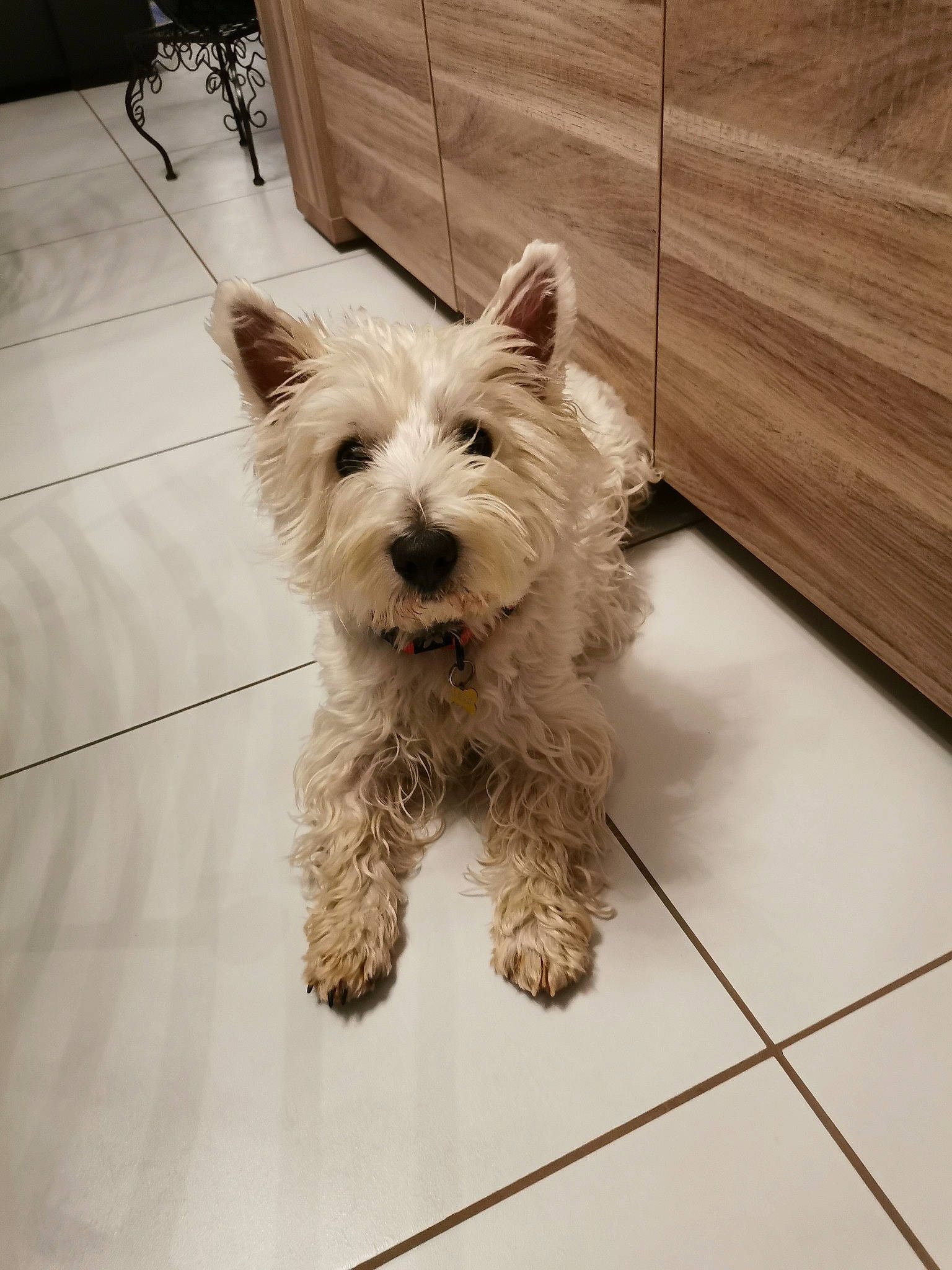 Orion a rejoint le concours — aidez-le/la à gagner de superbes lots ! australian_terrier, cairn_terrier, canidae, carnivore, companion_dog, dog, dog_breed, floor, flooring, hardwood, mammal, pet_supply, small_terrier, snout, terrier, tile, toy_dog, wood, wood_stain, working_animal