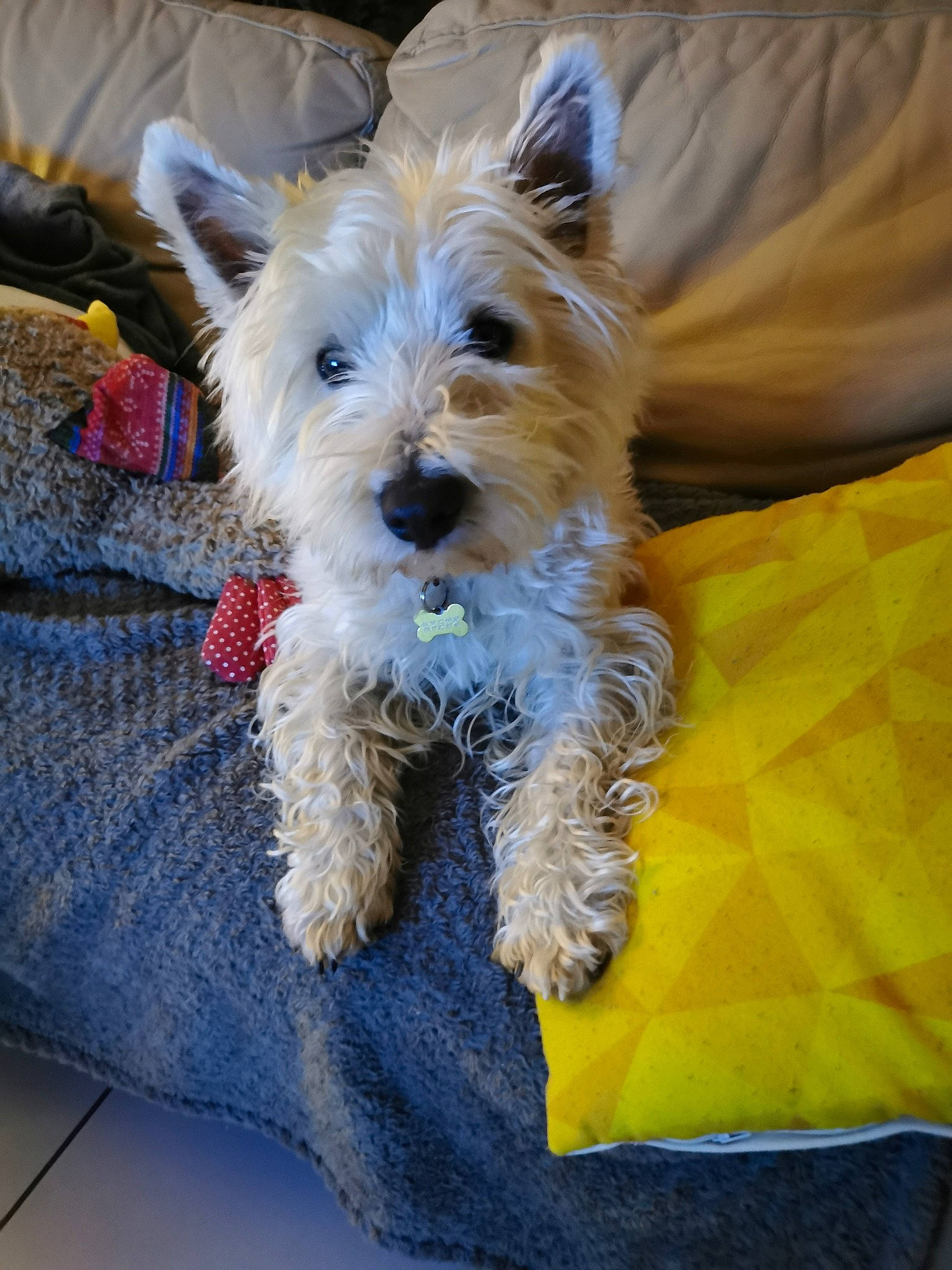 Orion participe au concours pour gagner de l'argent avec cette photo : australian_terrier, cairn_terrier, canidae, carnivore, companion_dog, dog, dog_breed, dog_supply, home_accessories, mammal, pet_supply, scottish_terrier, small_terrier, snout, stuffed_toy, terrier, toy_dog, west_highland_white_terrier, working_animal, working_dog