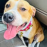 dog, tongue_out, happy, pet, collar, bowtie, car_interior, brown_and_white, close_up, canine, sitting, leash, portrait, animal, domestic_animal, friendly, cute, companion, dog_face, indoor