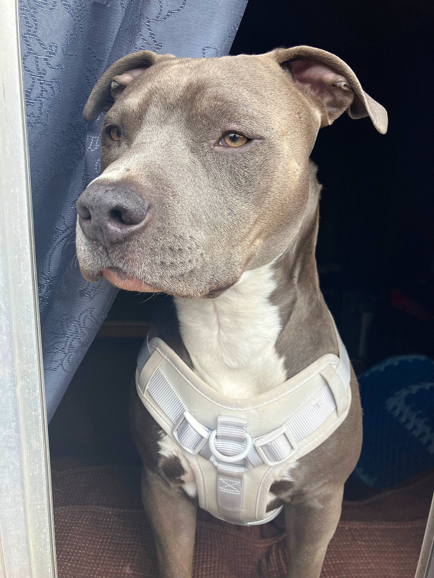 Diesel King joined the competition — help win amazing prizes! attentive, brown_eyes, calm, close_up, curtain, dog, domestic_animal, ears, guarding, harness, indoor, muzzle, nose, pet, pit_bull, portrait, short_fur, sit, white_chest, window