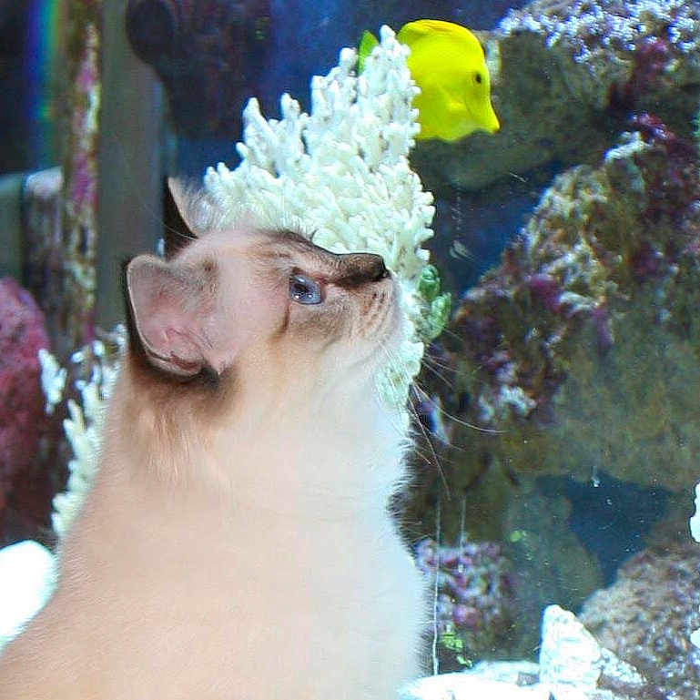 Hota joined the competition — help win amazing prizes! animal, aquarium, blue_eyes, cat, close_up, colorful, coral, curious, cute, feline, fish, glass, indoor, marine_life, nature, pet, portrait, underwater, water, yellow_fish