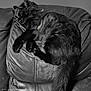 black_cat, cat, feline, pet, animal, sleeping, resting, leather_cushion, cushion, furniture, indoor, cozy, fur, tail, paw, whiskers, relaxed, domestic_animal, close_up, monochrome