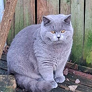 Bounty a rejoint le concours — aidez-le/la à gagner de superbes lots ! cat, british_shorthair, grey_cat, pet, furry, sitting, outdoors, wooden_fence, fallen_leaves, deck, whiskers, amber_eyes, plump, portrait, domestic_cat, fur_texture, paws, curious, garden, closeup
