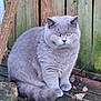 cat, british_shorthair, grey_cat, pet, furry, sitting, outdoors, wooden_fence, fallen_leaves, deck, whiskers, amber_eyes, plump, portrait, domestic_cat, fur_texture, paws, curious, garden, closeup
