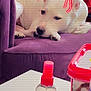 dog, white_dog, purple_chair, lounge, indoor, pet, furniture, bottle, table, container, red_horns, digital_edit, relaxed, cute, animal, domestic, ears, face, lying_down, home