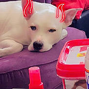 Mila participe au concours pour gagner de l'argent avec cette photo : dog, white_dog, purple_couch, red_pillow, indoor, relaxed, pet, animal, face, ears, spray_bottle, container, warning_label, table, fur, cute, lying_down, decor, mischievous, doodle
