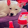dog, white_dog, purple_couch, red_pillow, indoor, relaxed, pet, animal, face, ears, spray_bottle, container, warning_label, table, fur, cute, lying_down, decor, mischievous, doodle