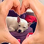dog, white_dog, couch, purple_couch, hands, heart_shape, living_room, relaxed, pet, indoor, nails, table, cotton_swabs, bottle, red_box, orange_bottle, fanta, ear, face, resting