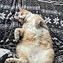 Tigrou a rejoint le concours — aidez-le/la à gagner de superbes lots ! cat, sleeping, relaxed, fluffy, tan_and_white, pet, indoor, blanket, patterned_blanket, cozy, paw, fur, whiskers, cute, animal, domestic_cat, resting, soft, cute_pet, feline