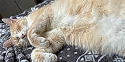 Tigrou participe au concours pour gagner de l'argent avec cette photo : cat, sleeping, orange_cat, white_fur, curled_up, indoor, blanket, patterned_blanket, cozy, nap, fur, pet, animal, whiskers, relaxed, cute, soft, resting, domestic_cat, feline