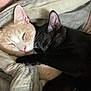 Tigrou a rejoint le concours — aidez-le/la à gagner de superbes lots ! cat, cats, sleeping, cozy, blanket, fur, pet, cute, closeup, domestic_cat, whiskers, ears, nap, resting, snuggling, animal, companion, indoor, friendship, soft