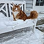 cat, orange_cat, white_cat, snow, bench, outdoor, house, gray_siding, door, window, tail, fur, pet, animal, winter, cold, curious, sitting, paw, cigarette_butt