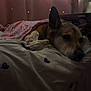 Xerxes is registered to the contest to win money with this photo: bed, bedroom, blanket, blanket_pattern, box, close_up, cozy, curtains, dog, ear, heart_pattern, indoor, low_light, nose, paw, pet, pillow, resting, sleeping_dog, stars