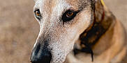 Xerxes joined the competition — help win amazing prizes! attentive, bokeh, brown_eyes, canine, close_up, collar, companion, dog, domestic_dog, ears, fur, gravel, muzzle, nose, outdoors, pet, portrait, shallow_depth_of_field, sitting, whiskers