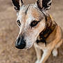attentive, bokeh, brown_eyes, canine, close_up, collar, companion, dog, domestic_dog, ears, fur, gravel, muzzle, nose, outdoors, pet, portrait, shallow_depth_of_field, sitting, whiskers