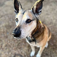 Xerxes is registered to the contest to win money with this photo: attentive, bokeh, brown_eyes, canine, close_up, collar, dog, ears, eyes, fur, gravel, nose, outdoor, pet, portrait, selective_focus, shallow_depth_of_field, sitting, tan_coat, whiskers