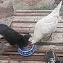 black_cat, white_chicken, food_bowl, wooden_deck, outdoor, animal_feeding, pet_food, footwear, shoe, casual, daylight, grass, rustic, animal_interaction, bird, cat, pet, nature, ground, side_view