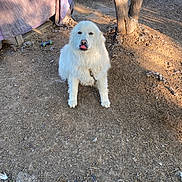 Izzy is registered to the contest to win money with this photo: dog, white_dog, pet, animal, outdoor, dirt, tree, chain, car, red_car, quilt, fur, tongue_out, sunlight, shadow, backyard, nature, playful, obedient, cute