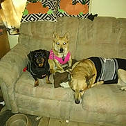Buster Zeus Bella is registered to the contest to win money with this photo: dog, couch, indoor, pet, sweater, animal, furniture, pillow, resting, brown, black, tan, canine, living_room, cute, three_dogs, domestic, home, floor, relaxing