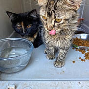 Dusty And Black is registered to the contest to win money with this photo: kitten, cat, tabby, feline, pet, animal, tongue, licking, food, water, bowl, indoor, close_up, furry, cute, young, domestic, companions, curious, playful