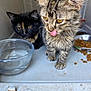 kitten, cat, tabby, feline, pet, animal, tongue, licking, food, water, bowl, indoor, close_up, furry, cute, young, domestic, companions, curious, playful