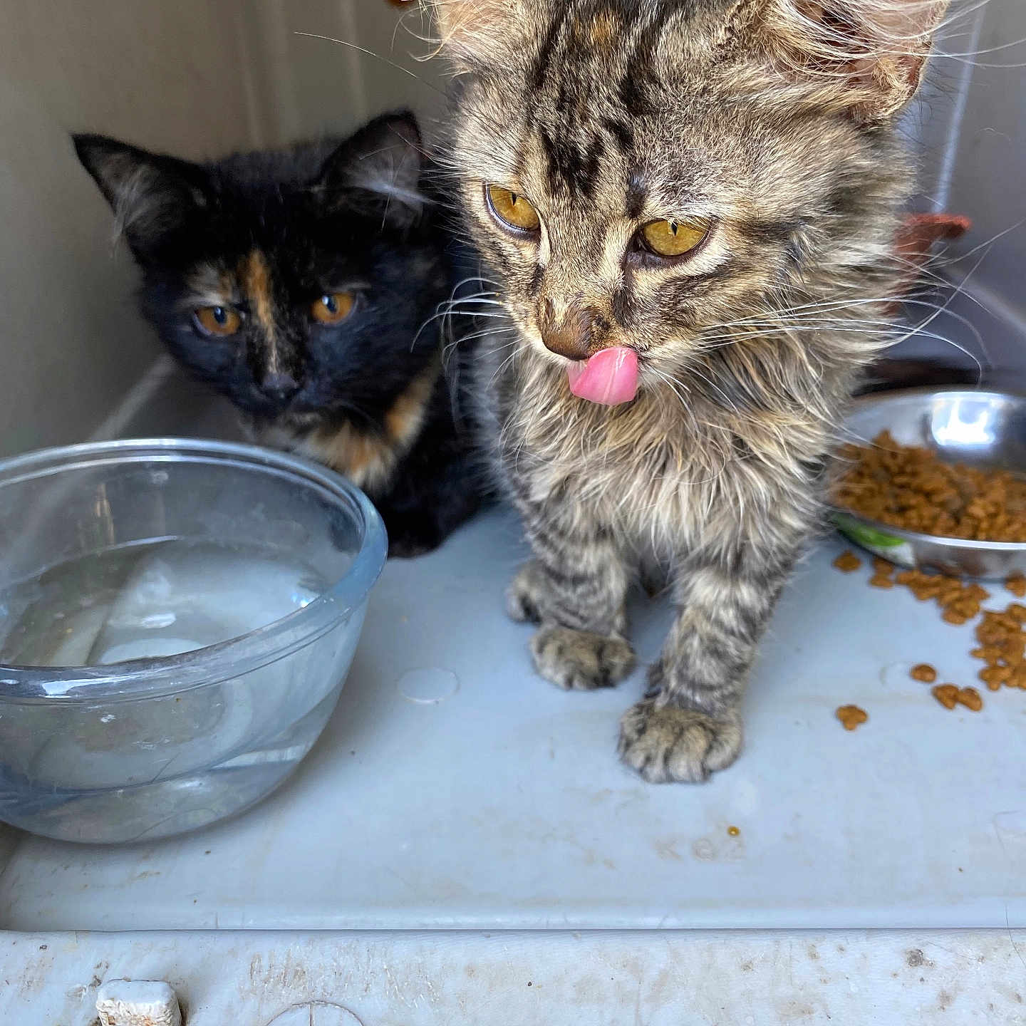 Dusty And Black is registered to the contest to win money with this photo: animal, bowl, cat, close_up, companions, curious, cute, domestic, feline, food, furry, indoor, kitten, licking, pet, playful, tabby, tongue, water, young