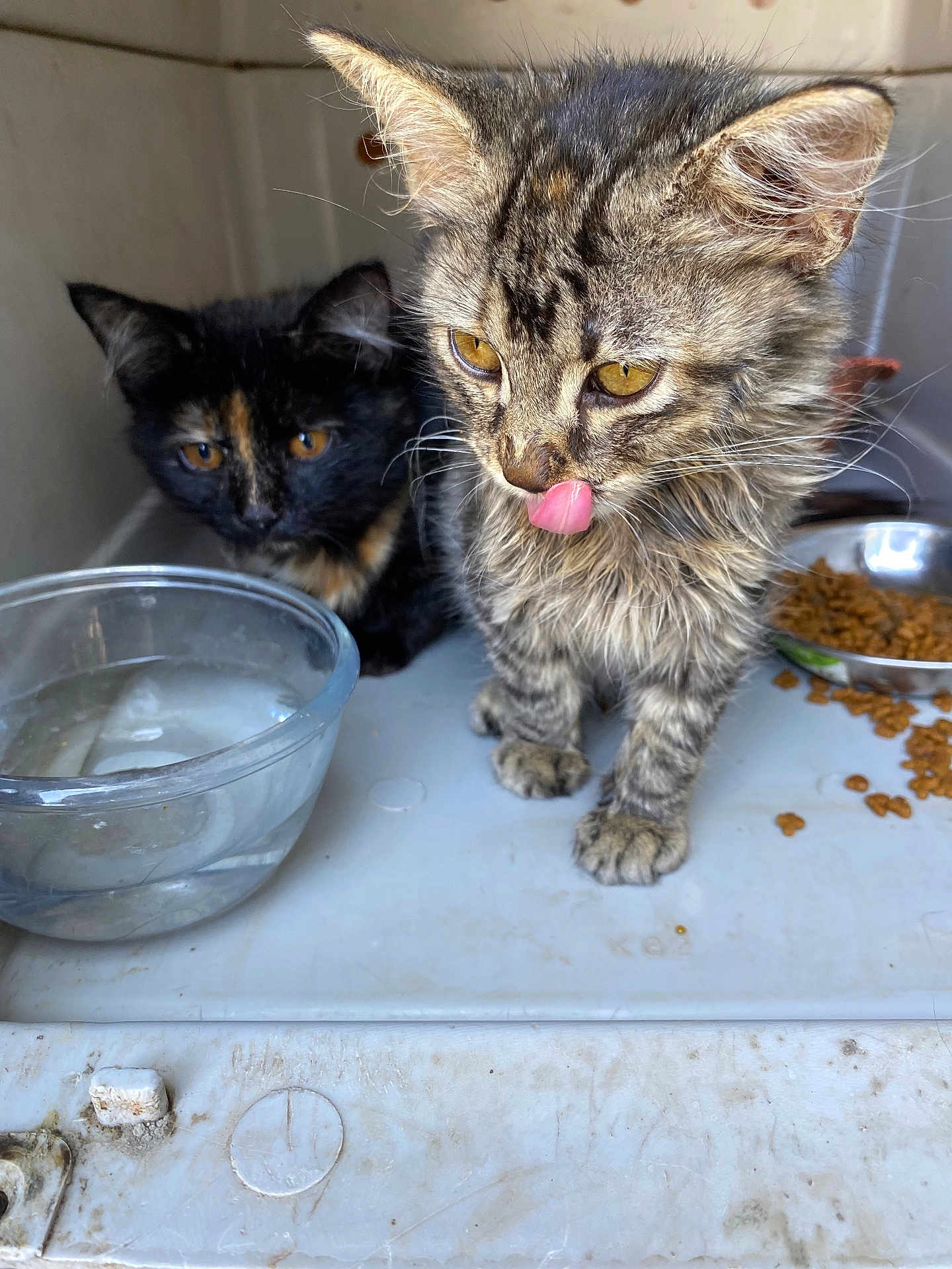 Dusty And Black is registered to the contest to win money with this photo: kitten, cat, tabby, feline, pet, animal, tongue, licking, food, water, bowl, indoor, close_up, furry, cute, young, domestic, companions, curious, playful
