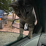 Boots is registered to the contest to win money with this photo: cat, tabby_cat, car_interior, car_window, side_mirror, truck, trees, outdoor, animal, pet, curious, paws, vehicle, glass, nature, daylight, ground, dirt_road, close_up, domestic_animal