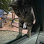 cat, tabby_cat, car_interior, car_window, side_mirror, truck, trees, outdoor, animal, pet, curious, paws, vehicle, glass, nature, daylight, ground, dirt_road, close_up, domestic_animal