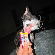Lola is registered to the contest to win money with this photo: cat, feline, pet, animal, tabby, black_and_white, sitting, licking, tongue, whiskers, ears, eyes, nose, treat, snack, food_tube, hand, indoor, blanket, flash_photography